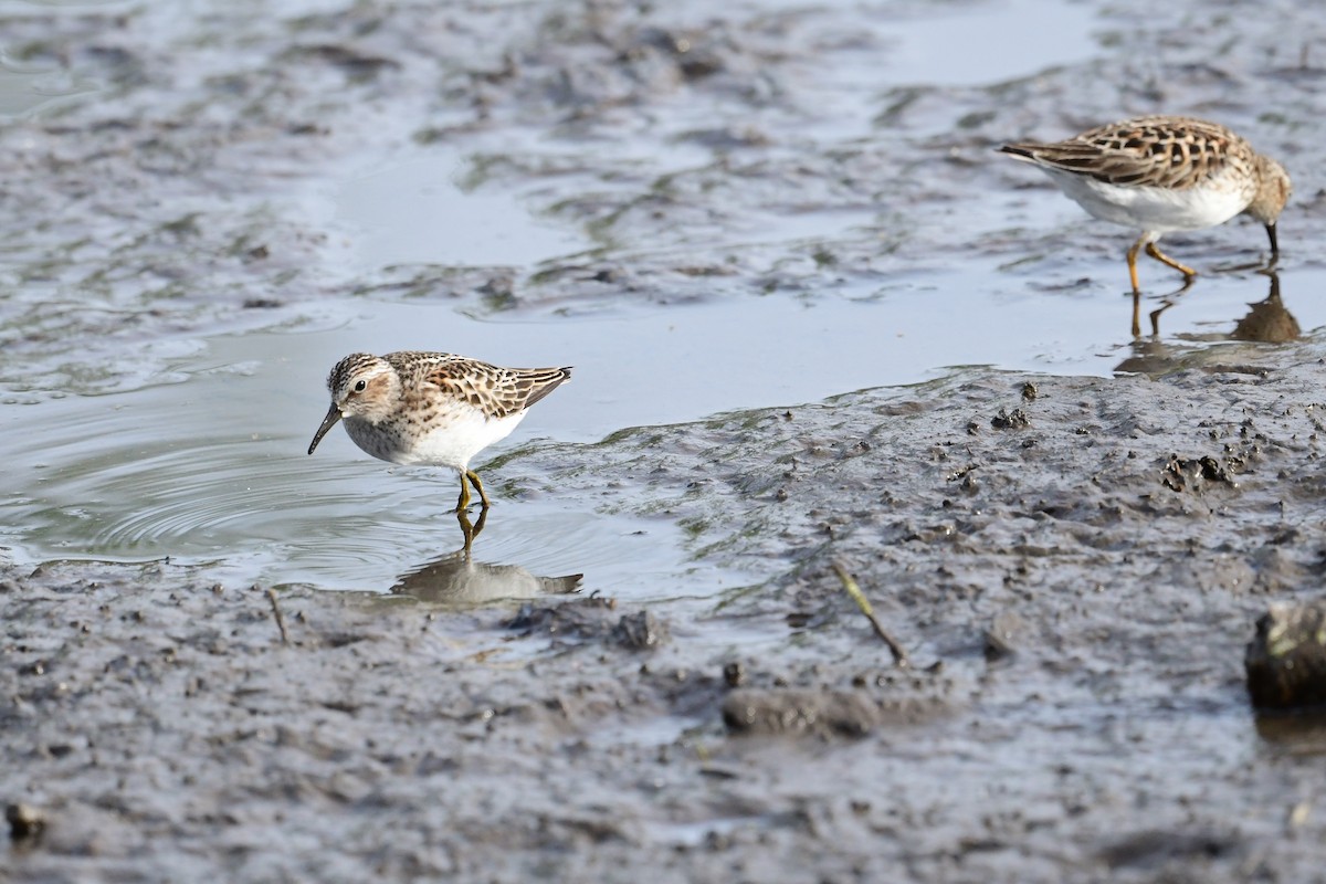 Least Sandpiper - ML619291002