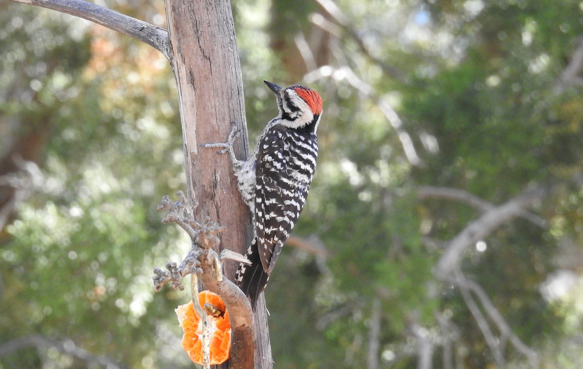 Ladder-backed Woodpecker - Sue Murphy