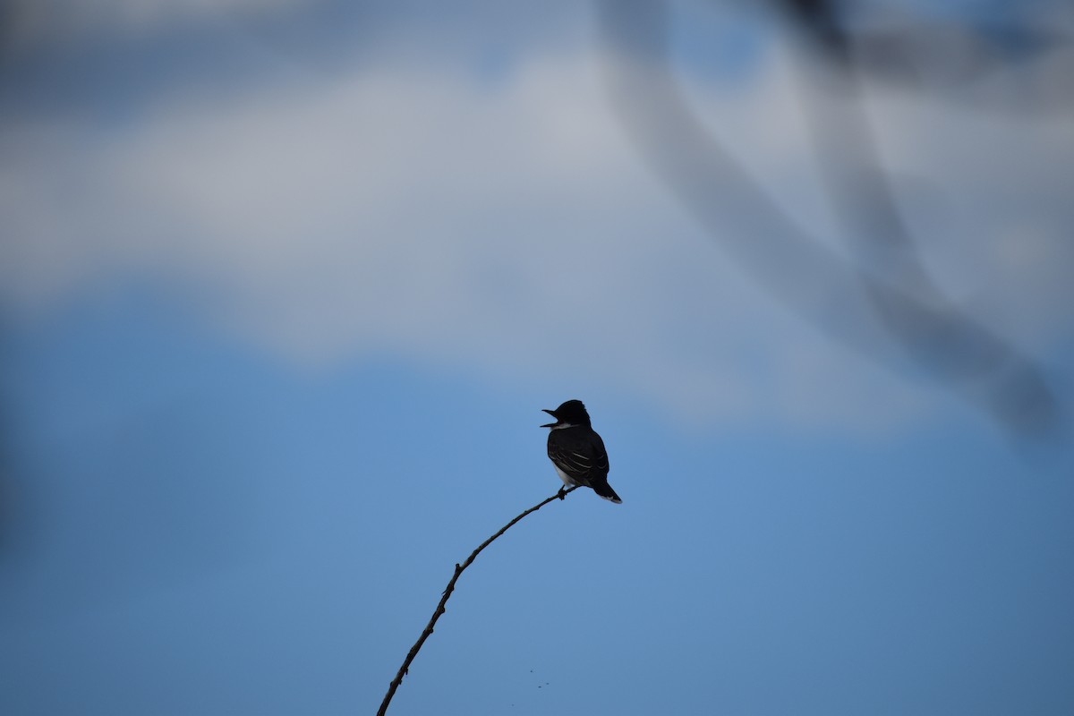 Eastern Kingbird - ML619291022