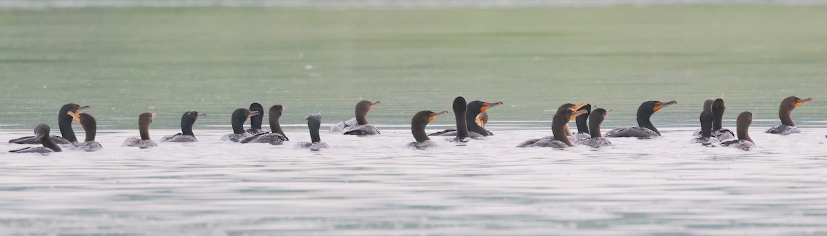 Double-crested Cormorant - Dave Czaplak