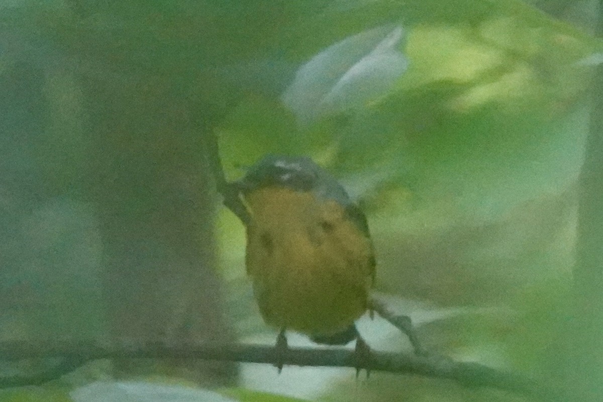 Magnolia Warbler - Kris Starke