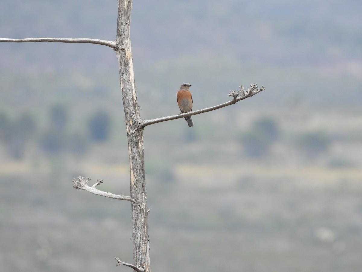 Western Bluebird - Manuel Alejandro Rodriguez Martinez