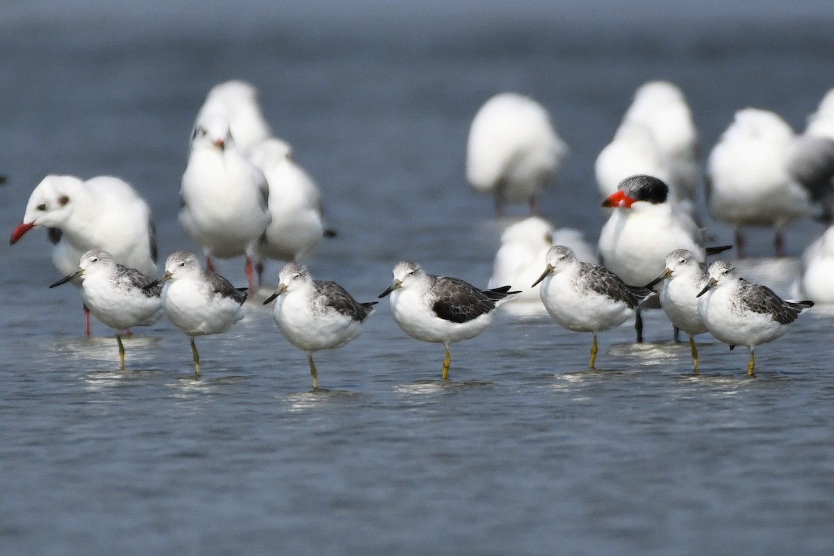 Nordmann's Greenshank - ML619291044