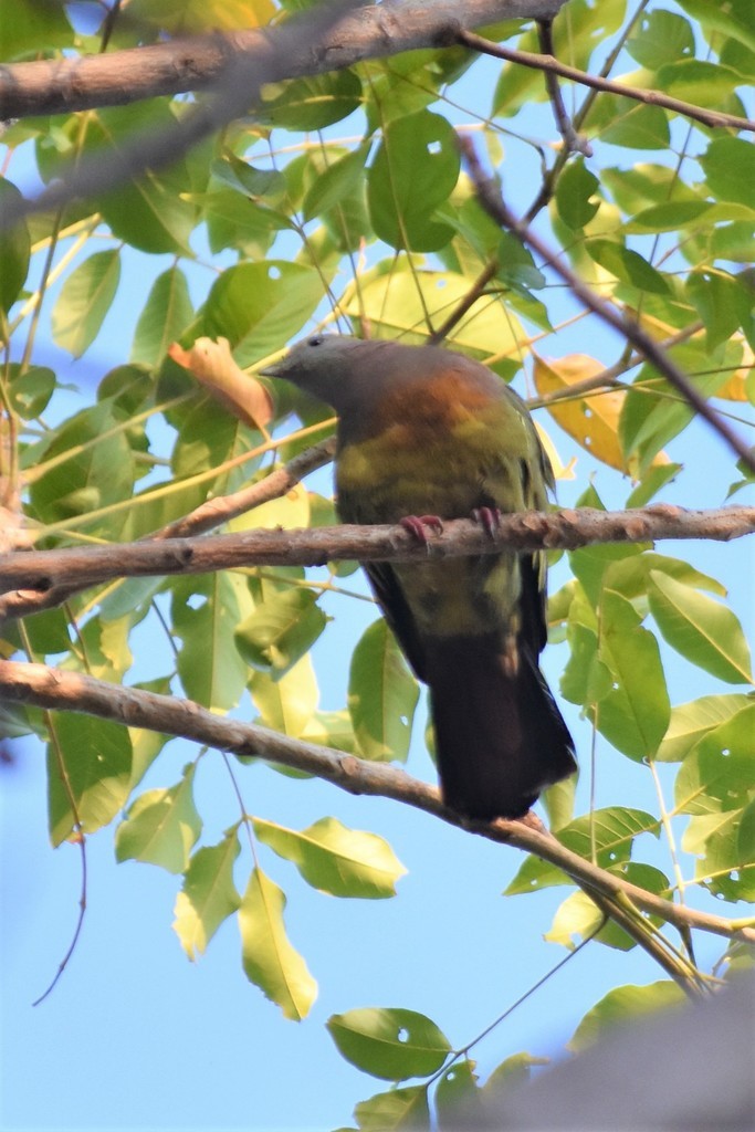 Pink-necked Green-Pigeon - Jorge Juan Rueda