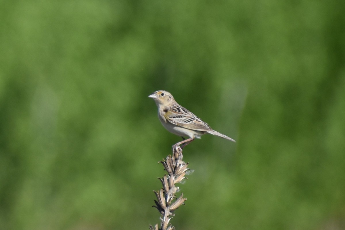 Grasshopper Sparrow - ML619291054