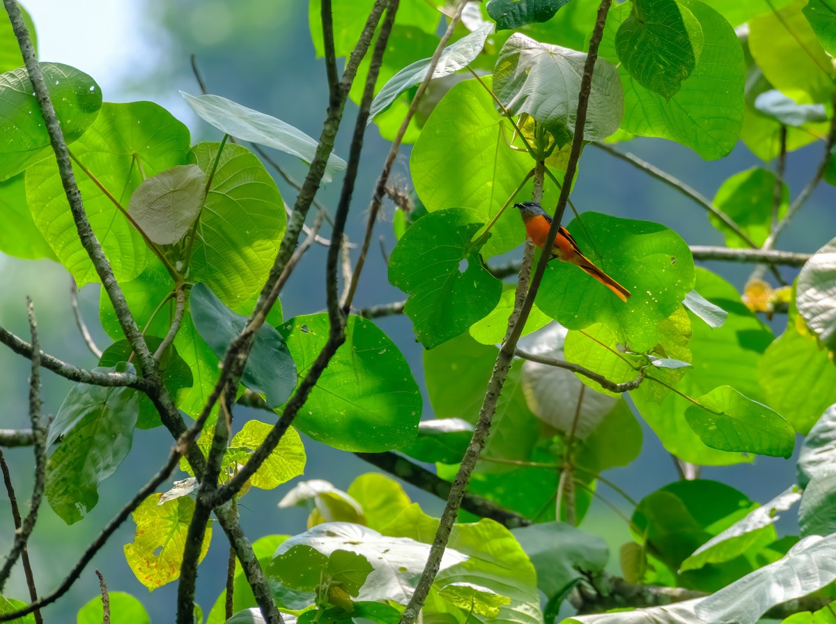 Gray-chinned Minivet - ML619291055