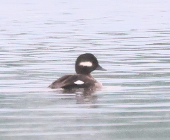 Bufflehead - Dave Czaplak