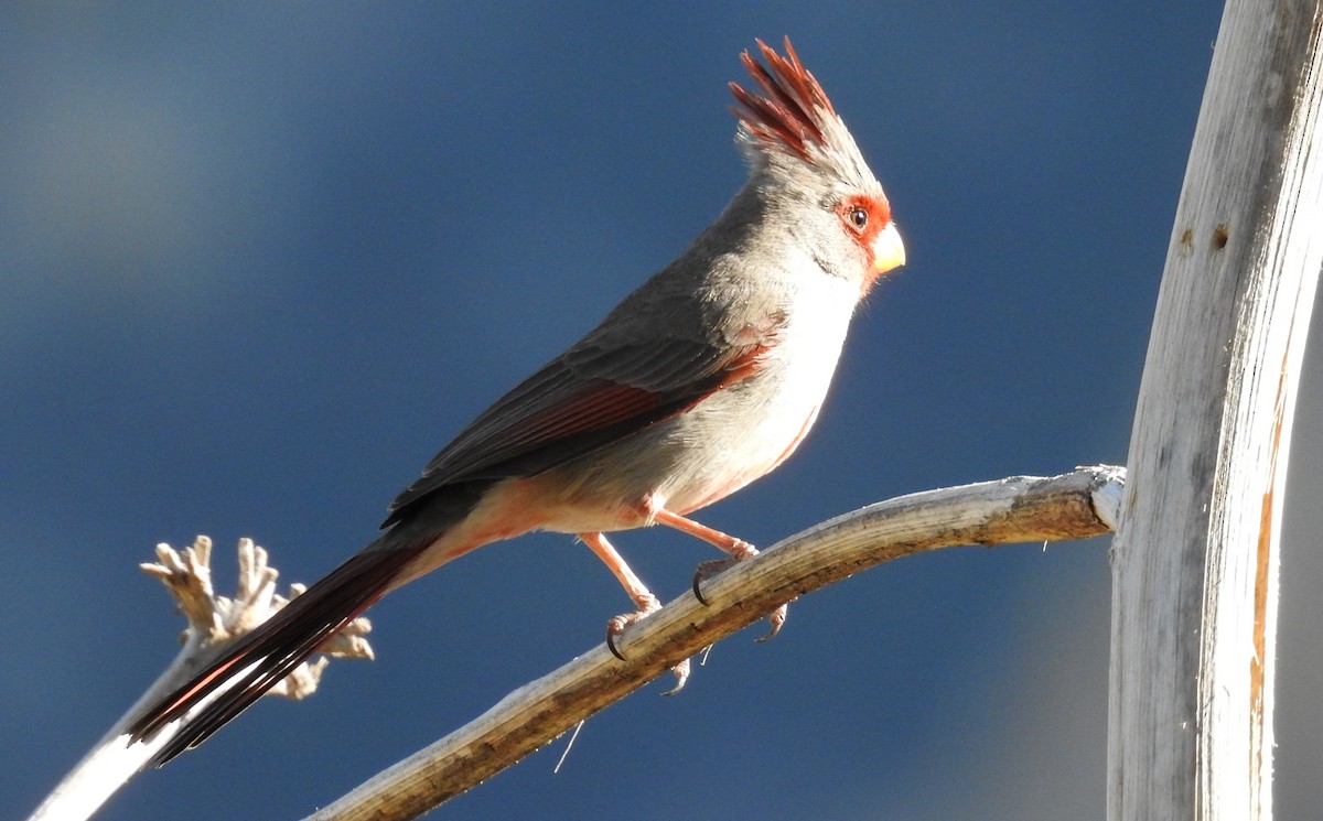 Pyrrhuloxia - Sue Murphy