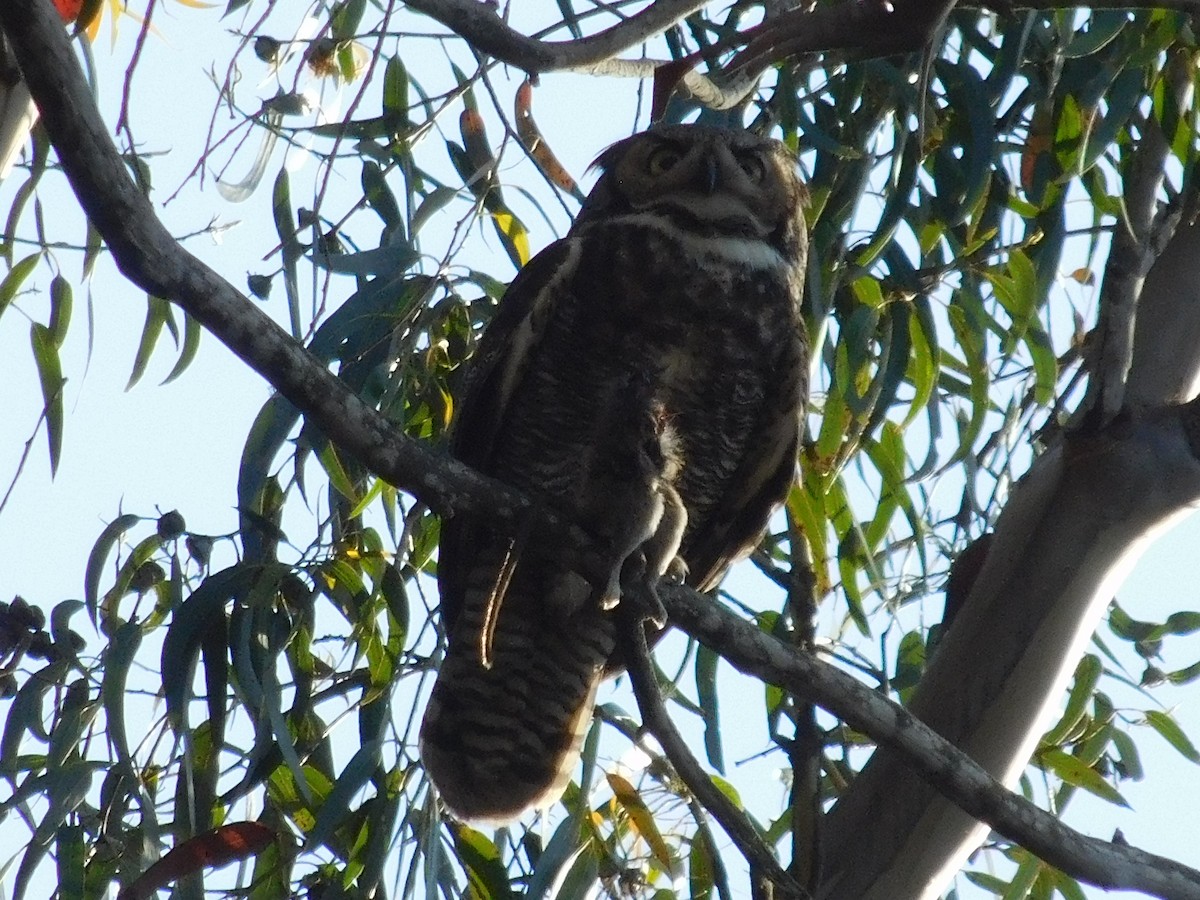 Great Horned Owl - ML619291072