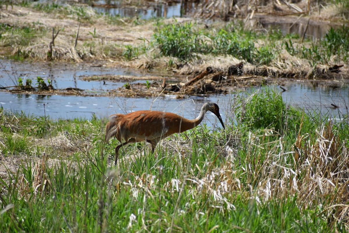 Sandhill Crane - ML619291078