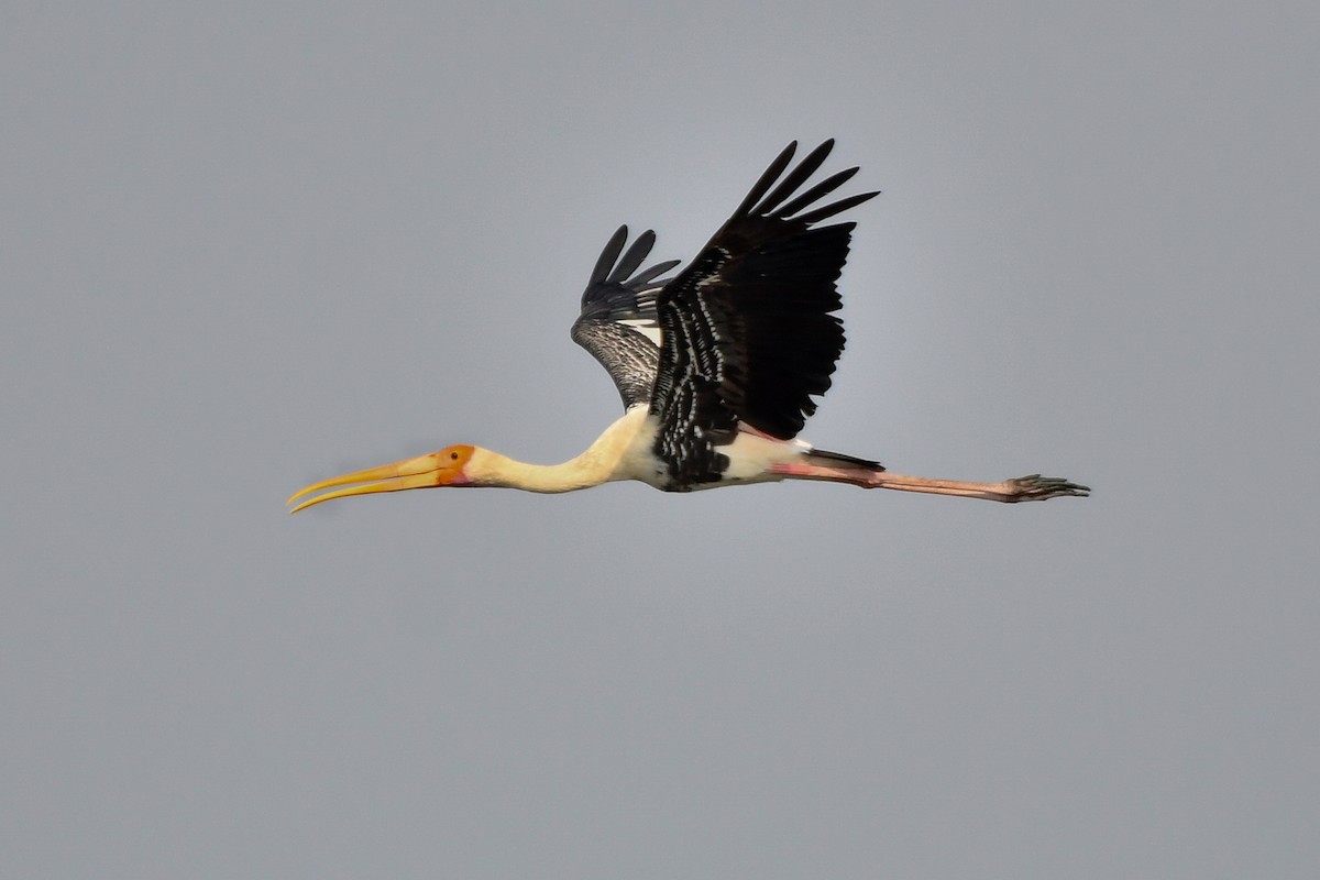 Painted Stork - ML619291080