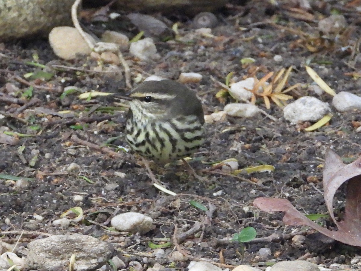 Northern Waterthrush - Julie Barton