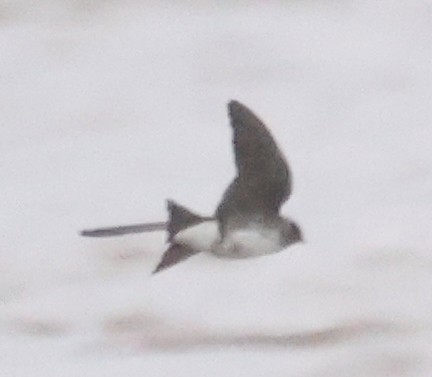 Purple Martin - Dave Czaplak