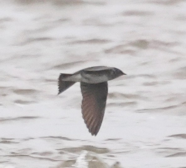 Purple Martin - Dave Czaplak