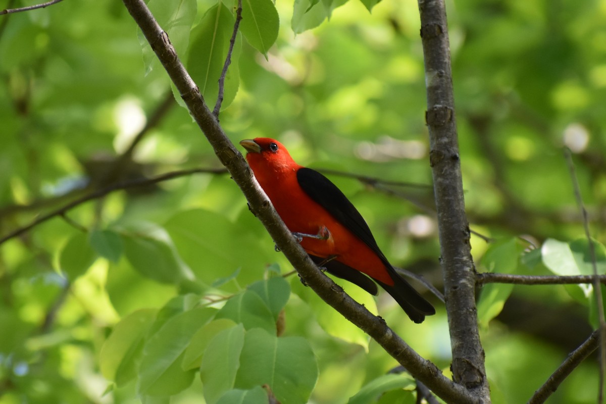 Scarlet Tanager - ML619291098