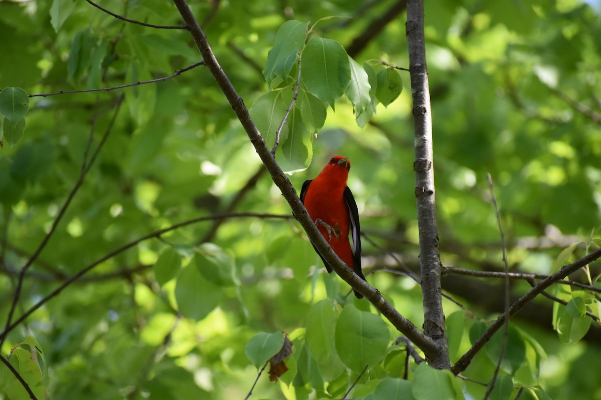 Scarlet Tanager - ML619291099