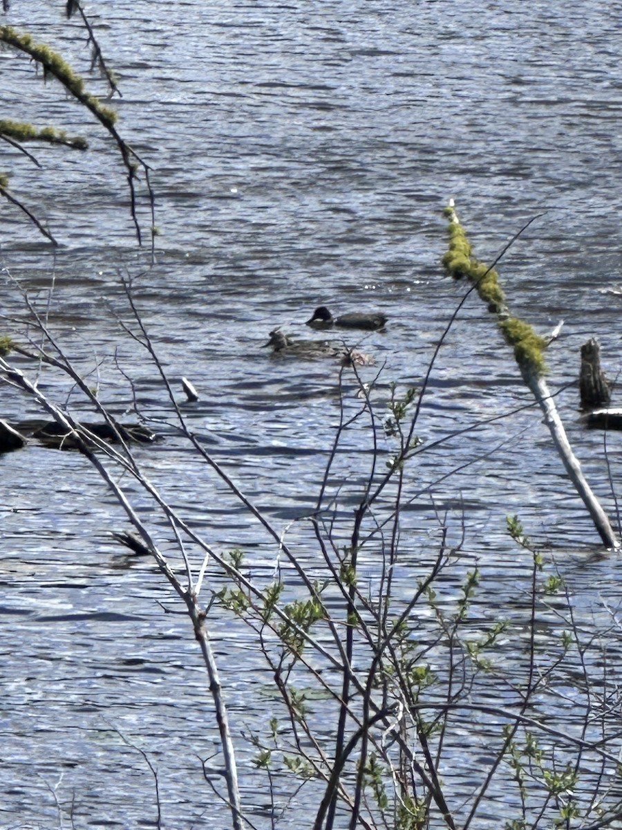 Green-winged Teal - ML619291113