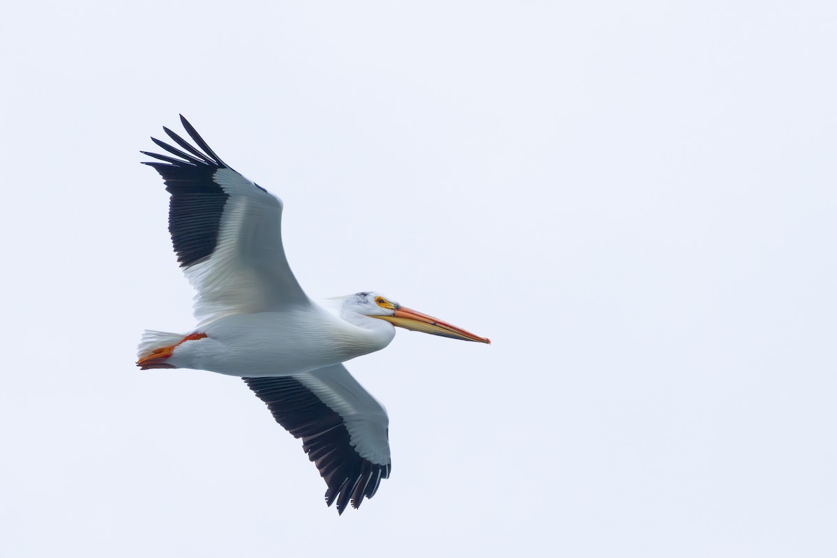 American White Pelican - Roderick Hornby