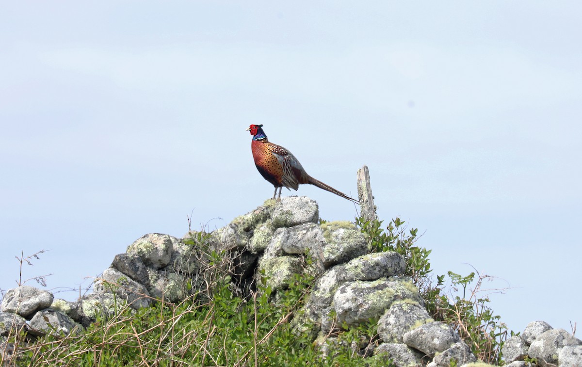 Ring-necked Pheasant - ML619291133