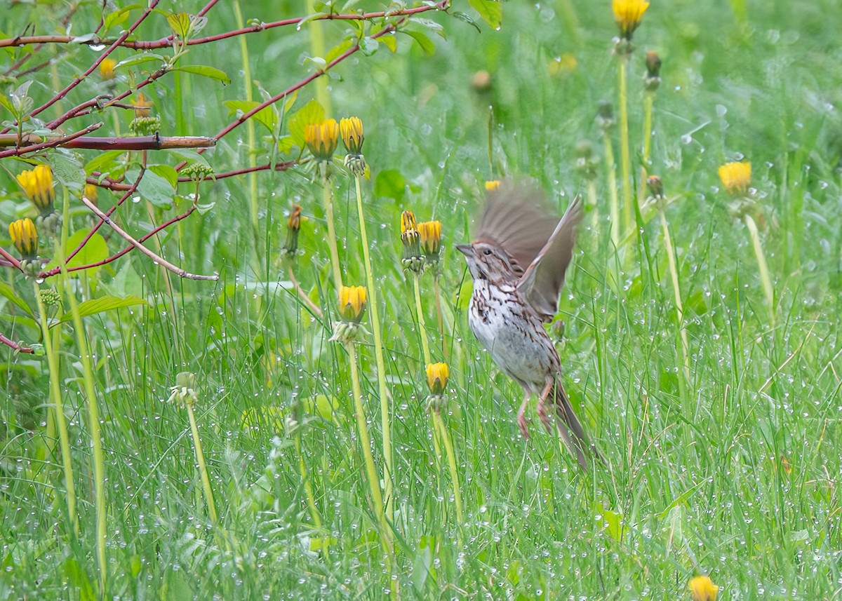 Song Sparrow - ML619291137