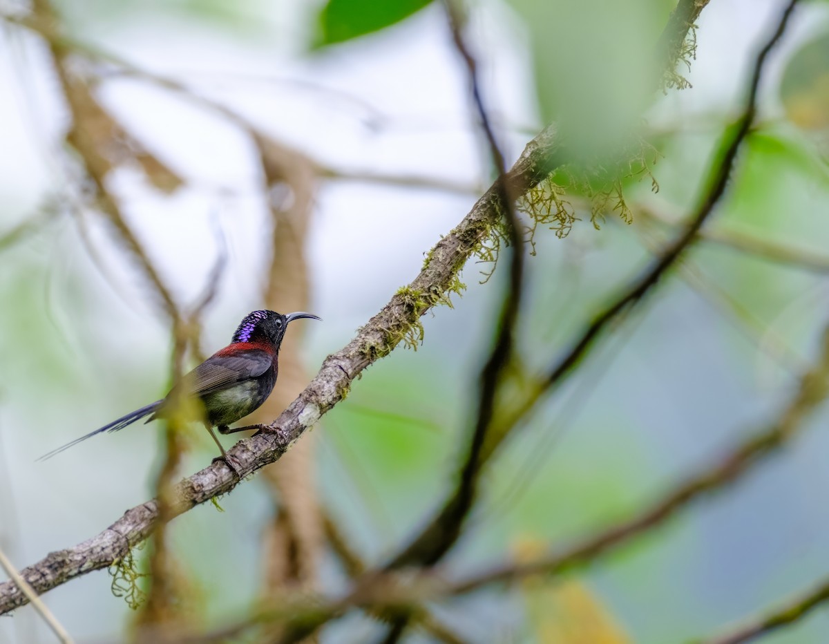 Black-throated Sunbird - Nara Jayaraman