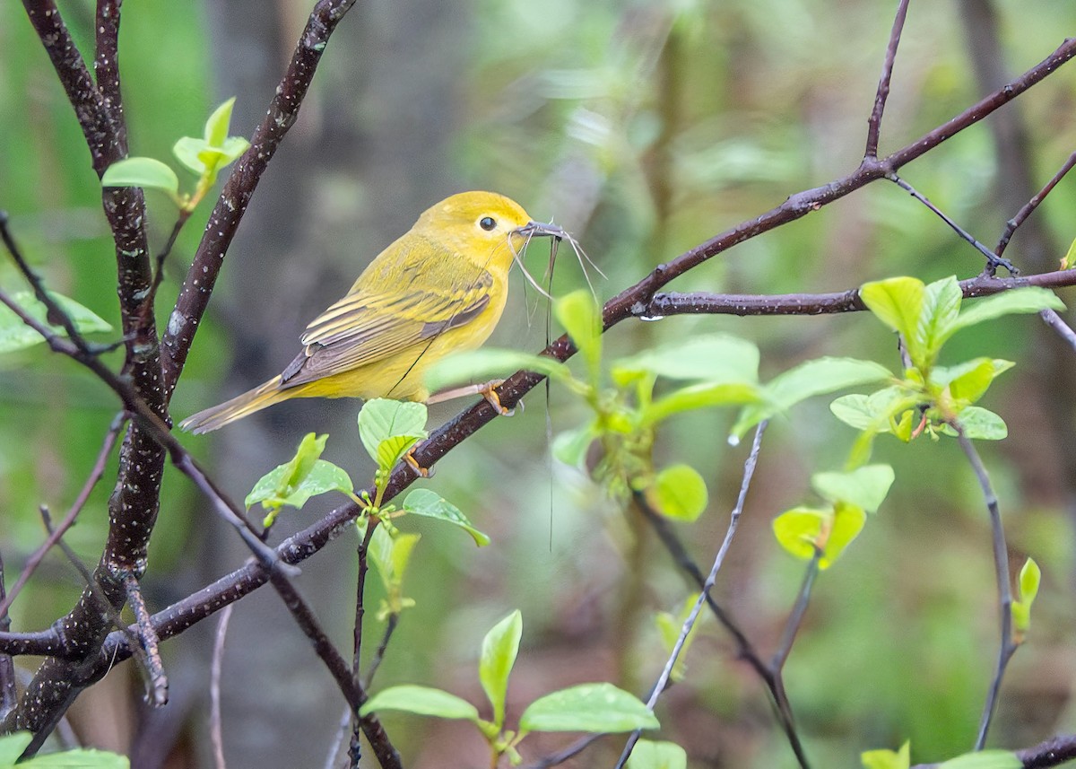 Yellow Warbler - ML619291152