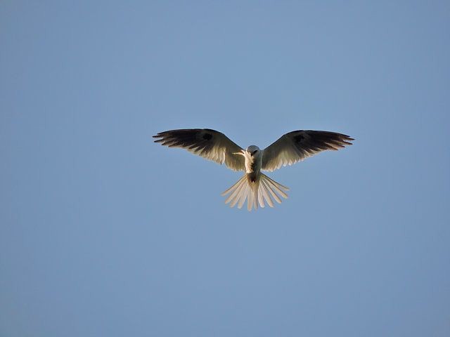 White-tailed Kite - Katryane Camile