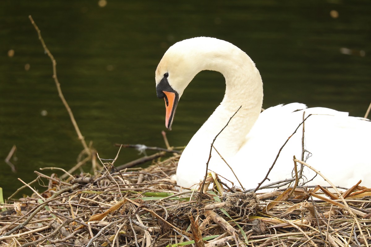 Cygne tuberculé - ML619291186