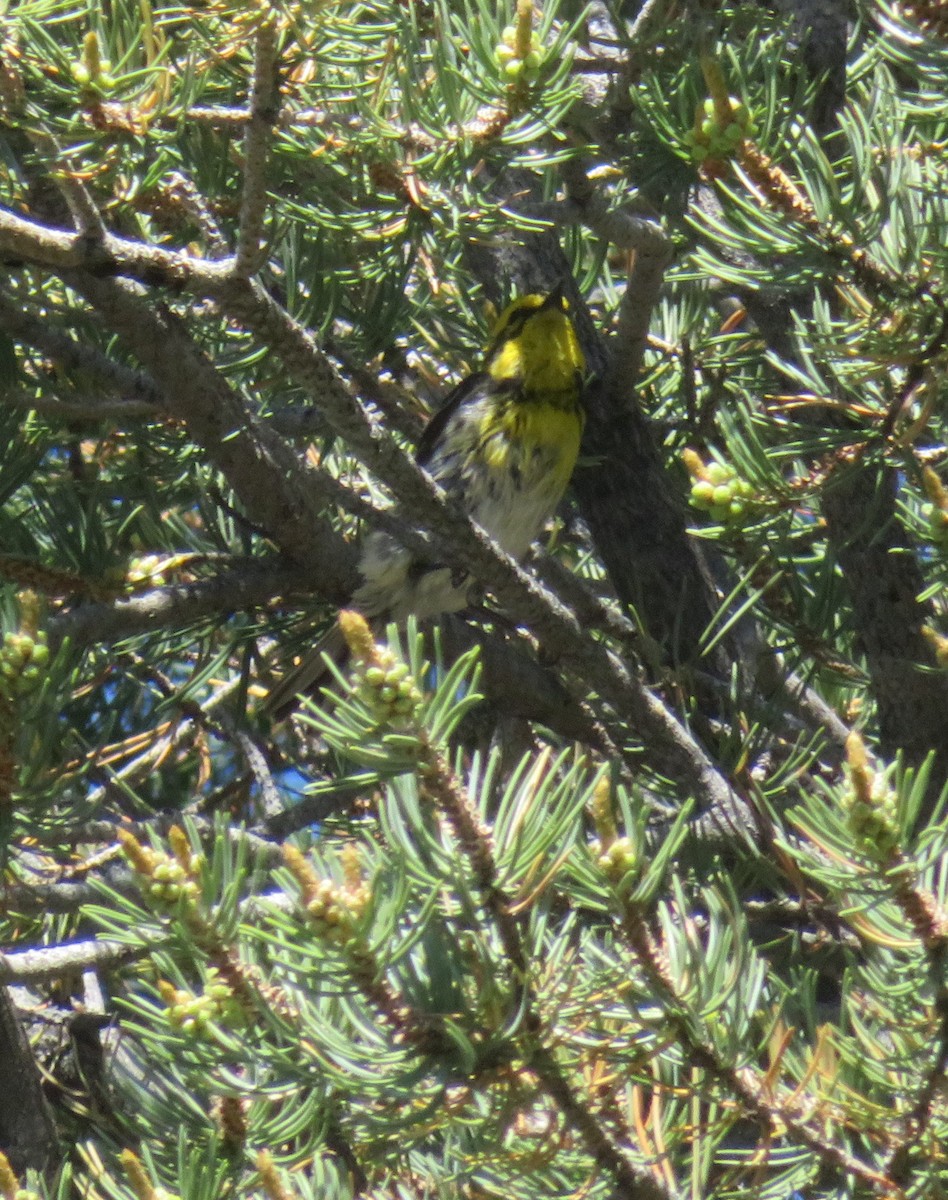 Townsend's Warbler - Ken Dayer