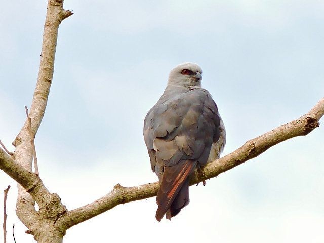 Plumbeous Kite - Katryane Camile