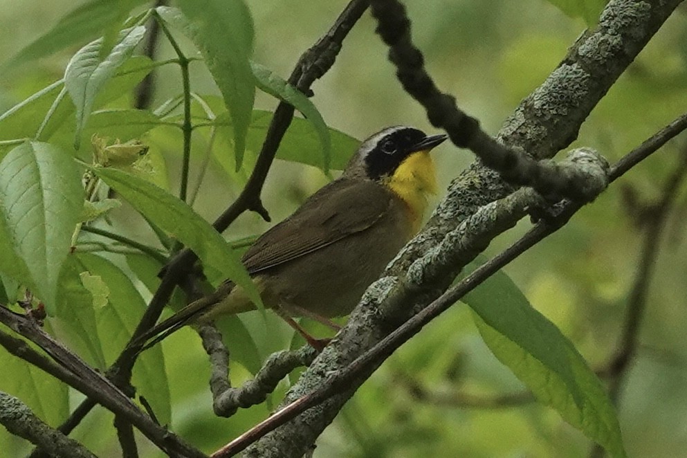 Common Yellowthroat - Kris Starke