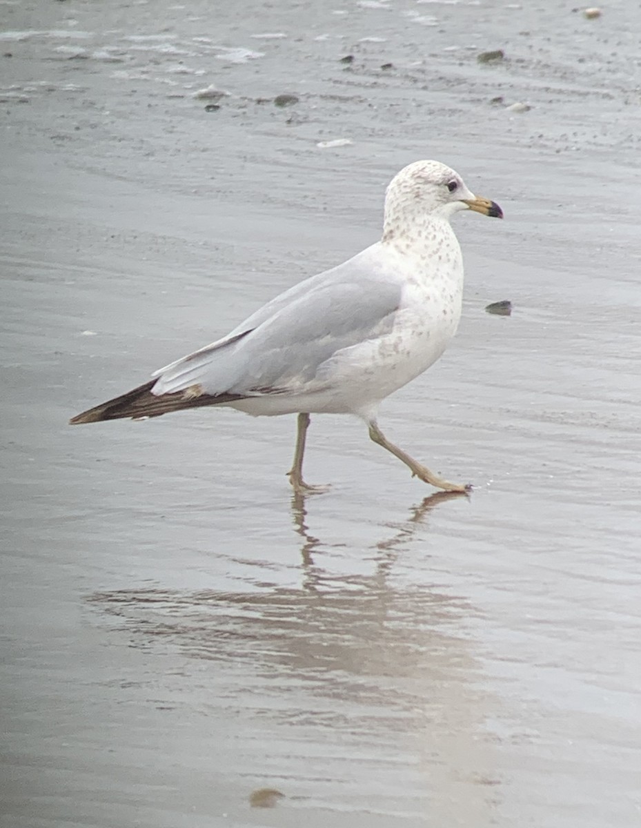 Ring-billed Gull - ML619291215