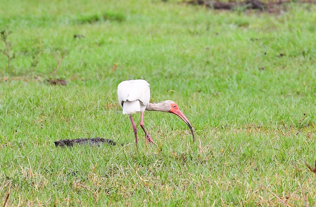 White Ibis - John Wolaver