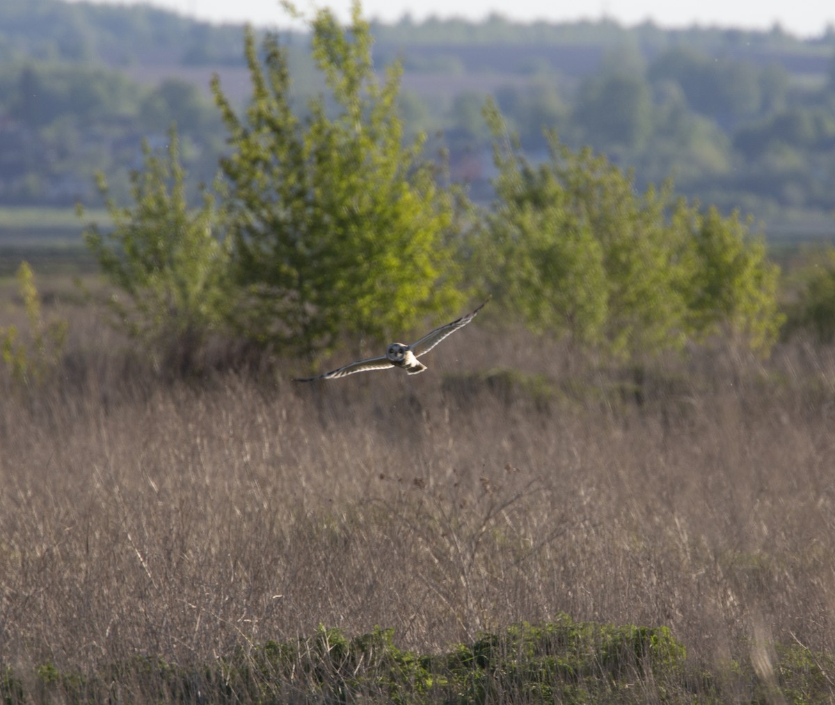 Short-eared Owl - Galina Mirkina