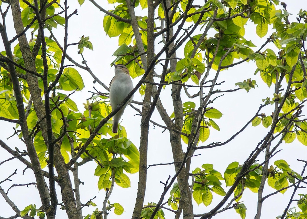 Red-eyed Vireo - ML619291223