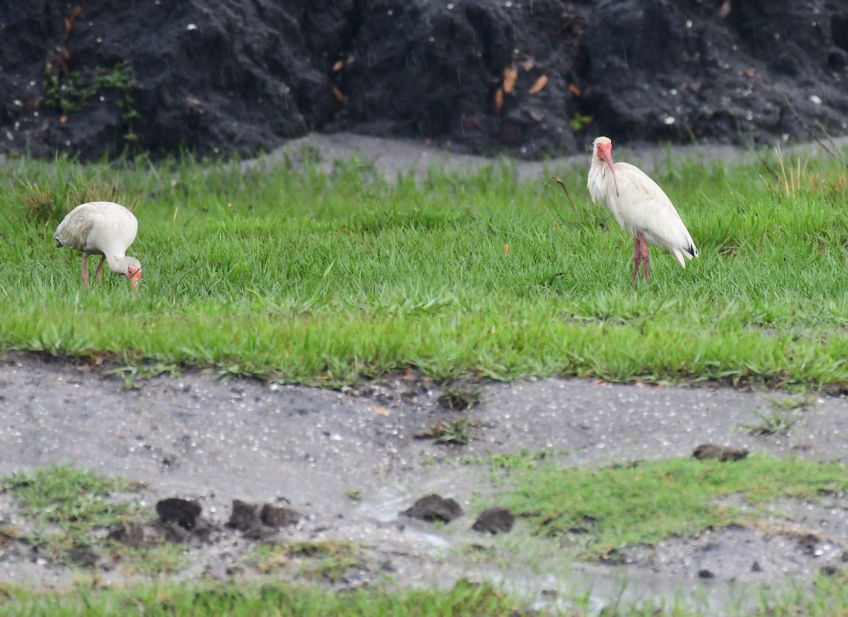 White Ibis - John Wolaver