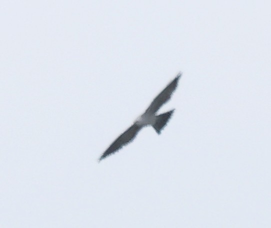 Mississippi Kite - Dave Czaplak