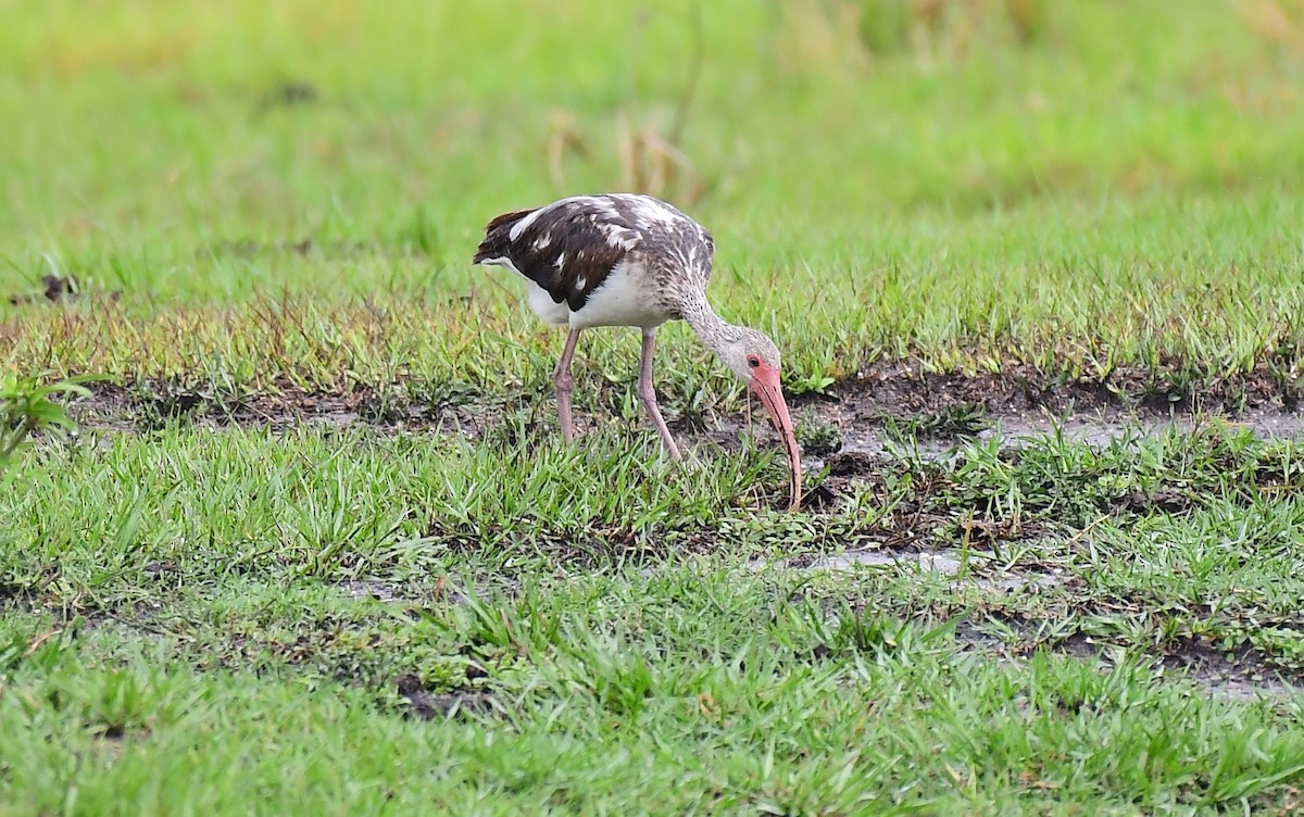 White Ibis - John Wolaver