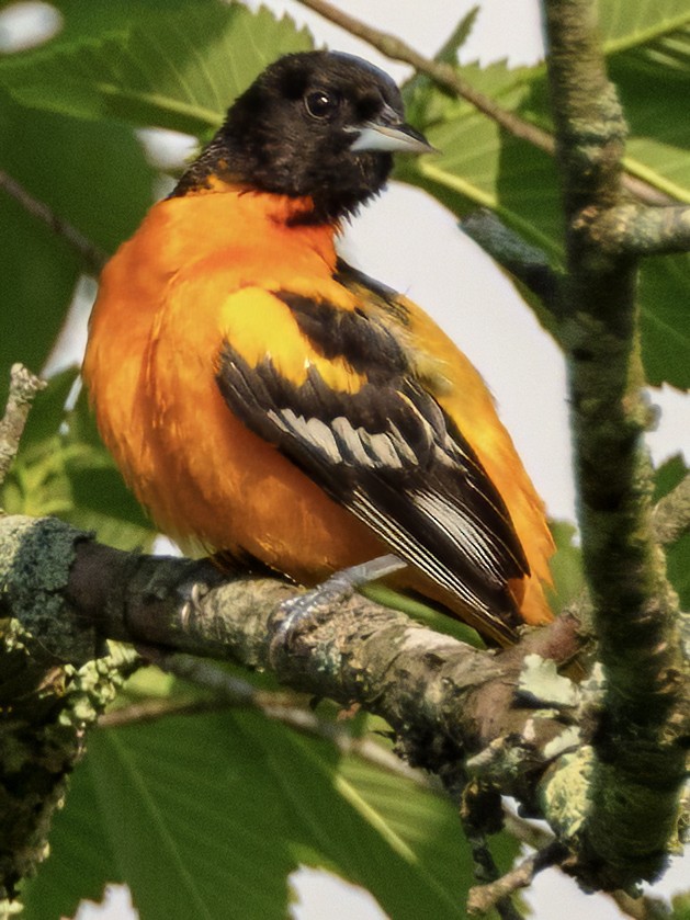 Baltimore Oriole - Scott Young