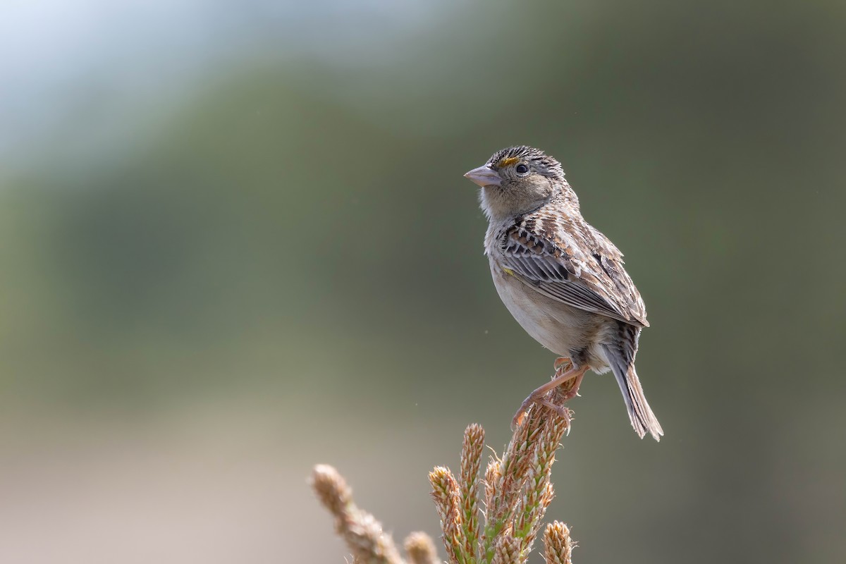 Grasshopper Sparrow - ML619291247