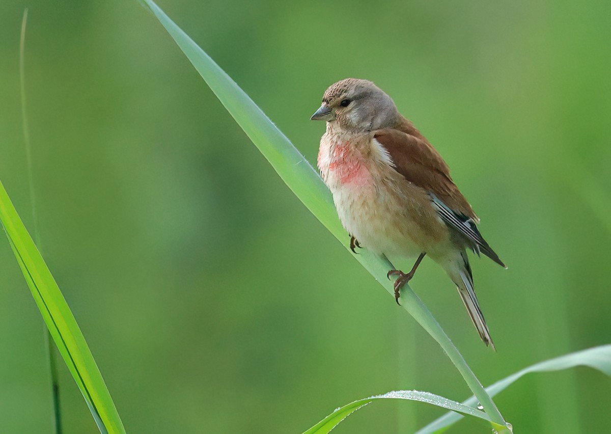 Eurasian Linnet - Albert Noorlander