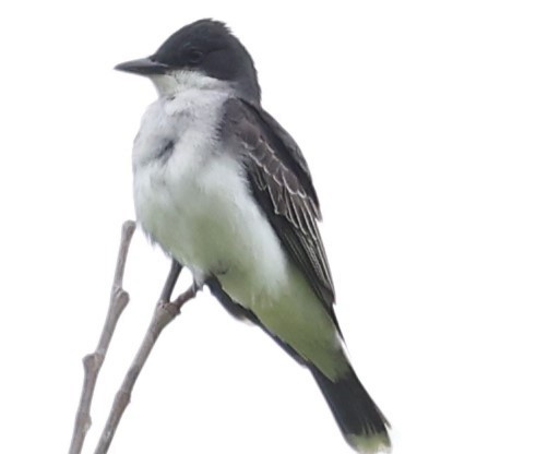 Eastern Kingbird - ML619291255