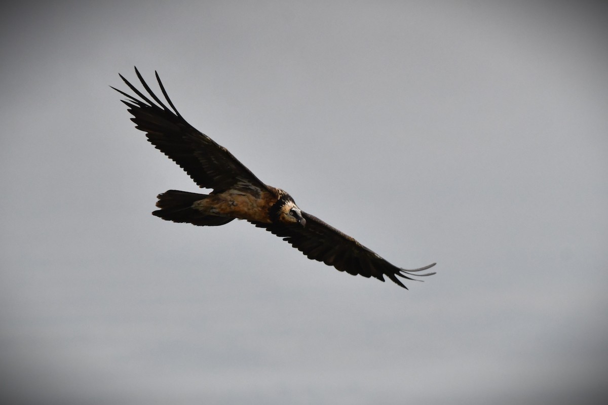 Bearded Vulture - Eduardo Gracia fuster