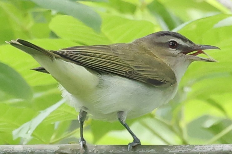 Red-eyed Vireo - ML619291262