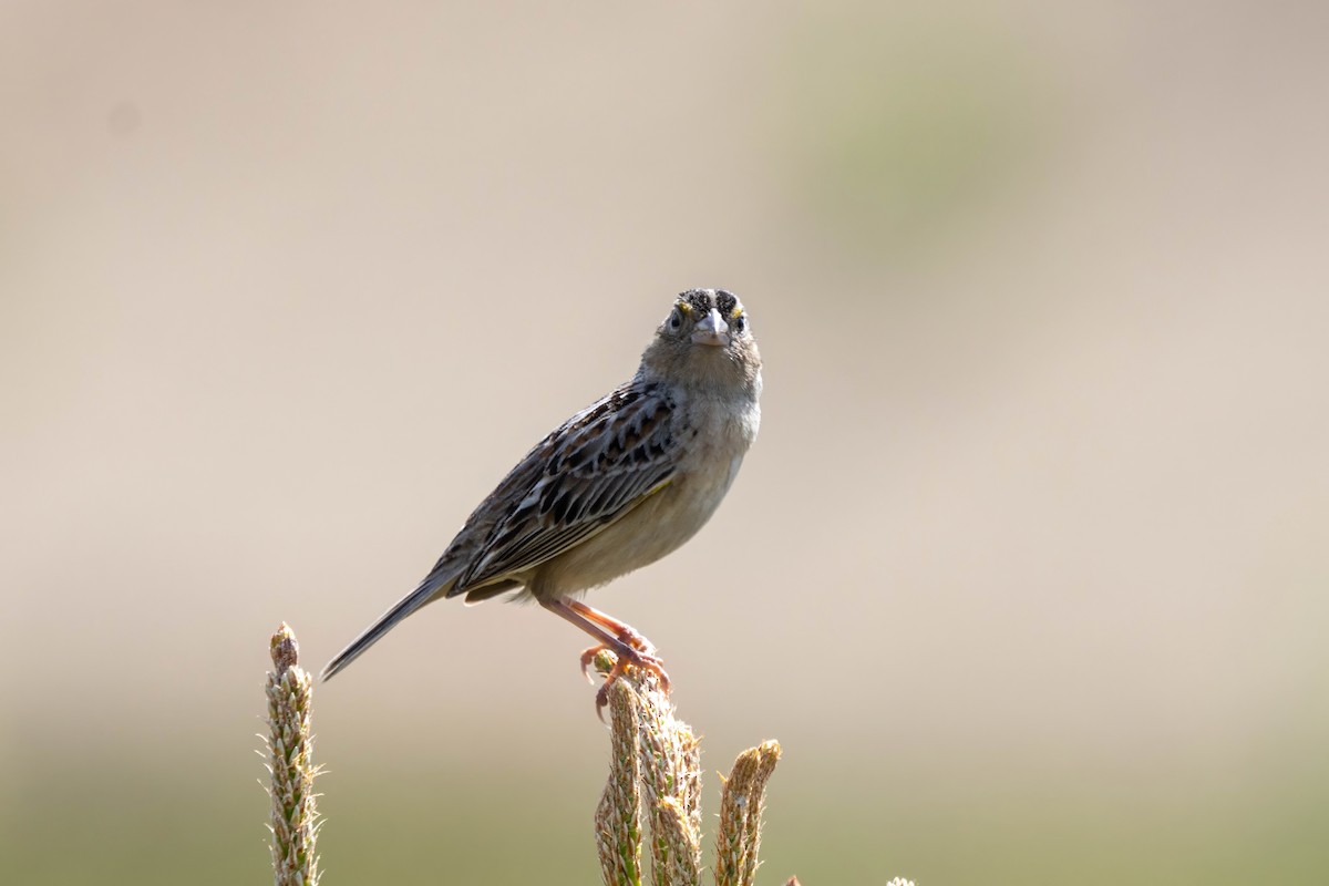 Grasshopper Sparrow - ML619291268