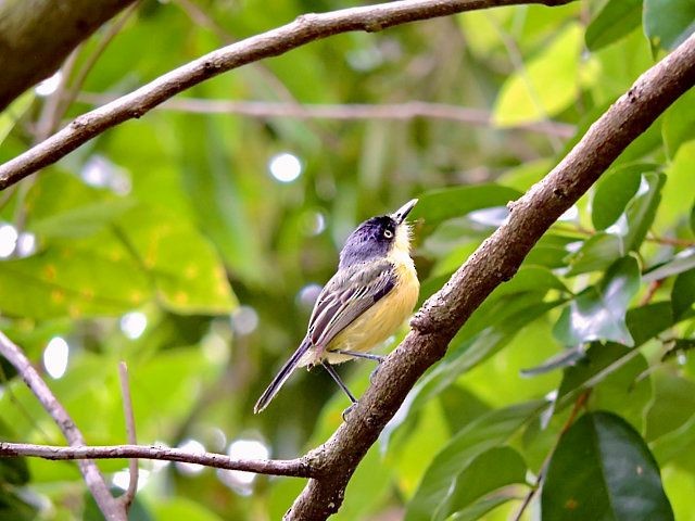 Common Tody-Flycatcher (cinereum Group) - Katryane Camile