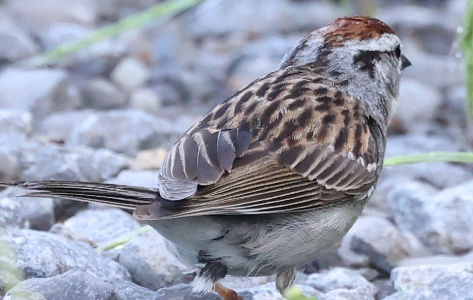 Chipping Sparrow - ML619291282