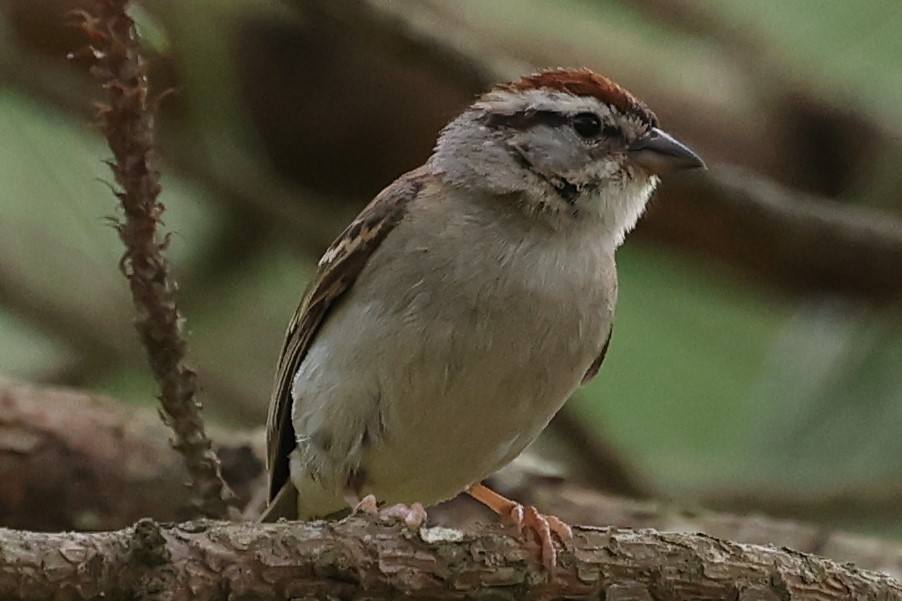 Chipping Sparrow - ML619291283