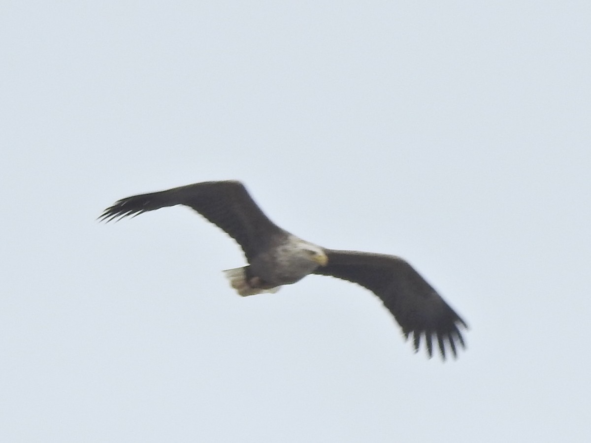 White-tailed Eagle - Craig Jackson