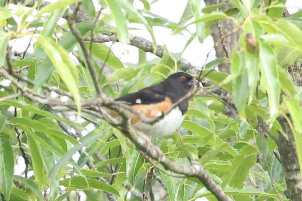 Eastern Towhee - ML619291291